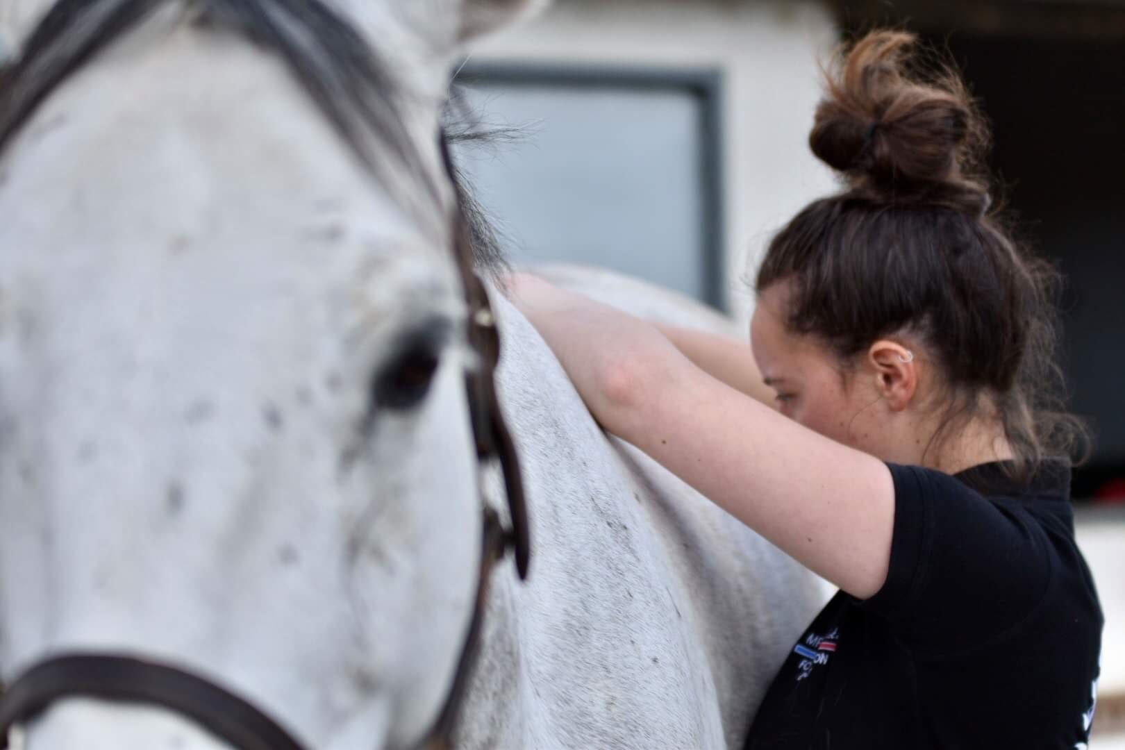 Photo d’un cheval gris se faisant manipuler le dos