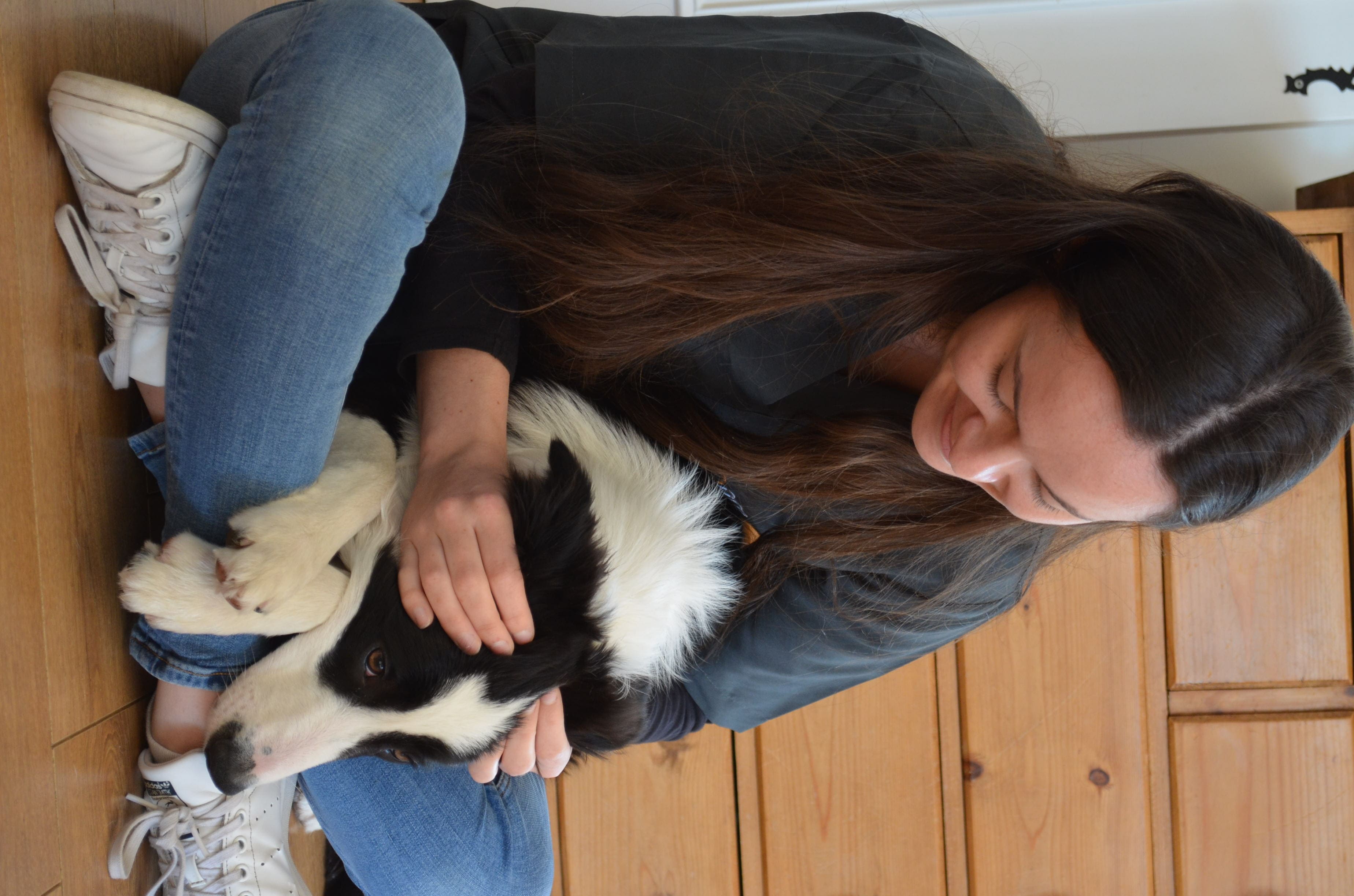 Jeune chien border collie manipulé sur la tête