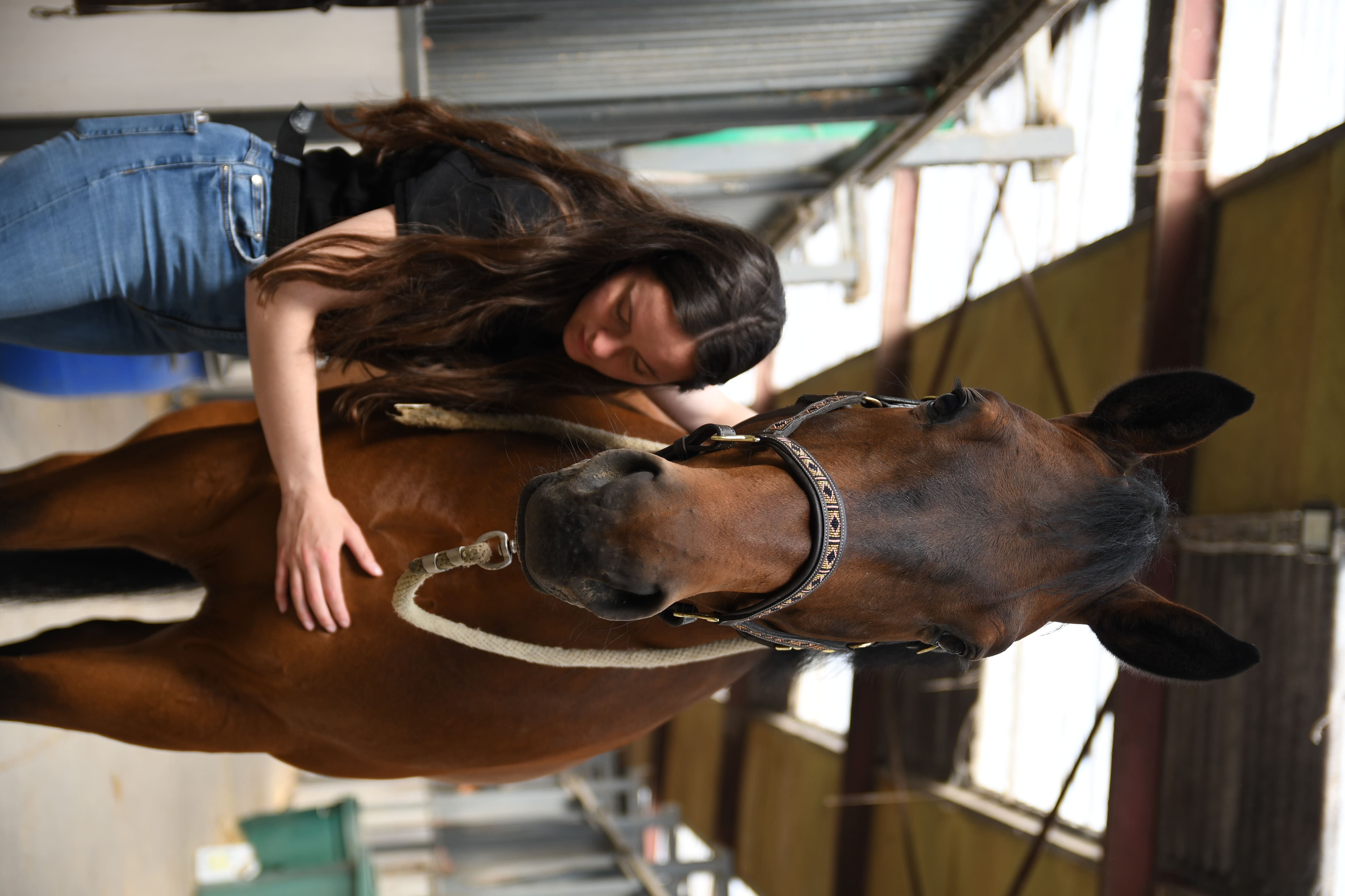 Travail sur le sternum d’un cheval