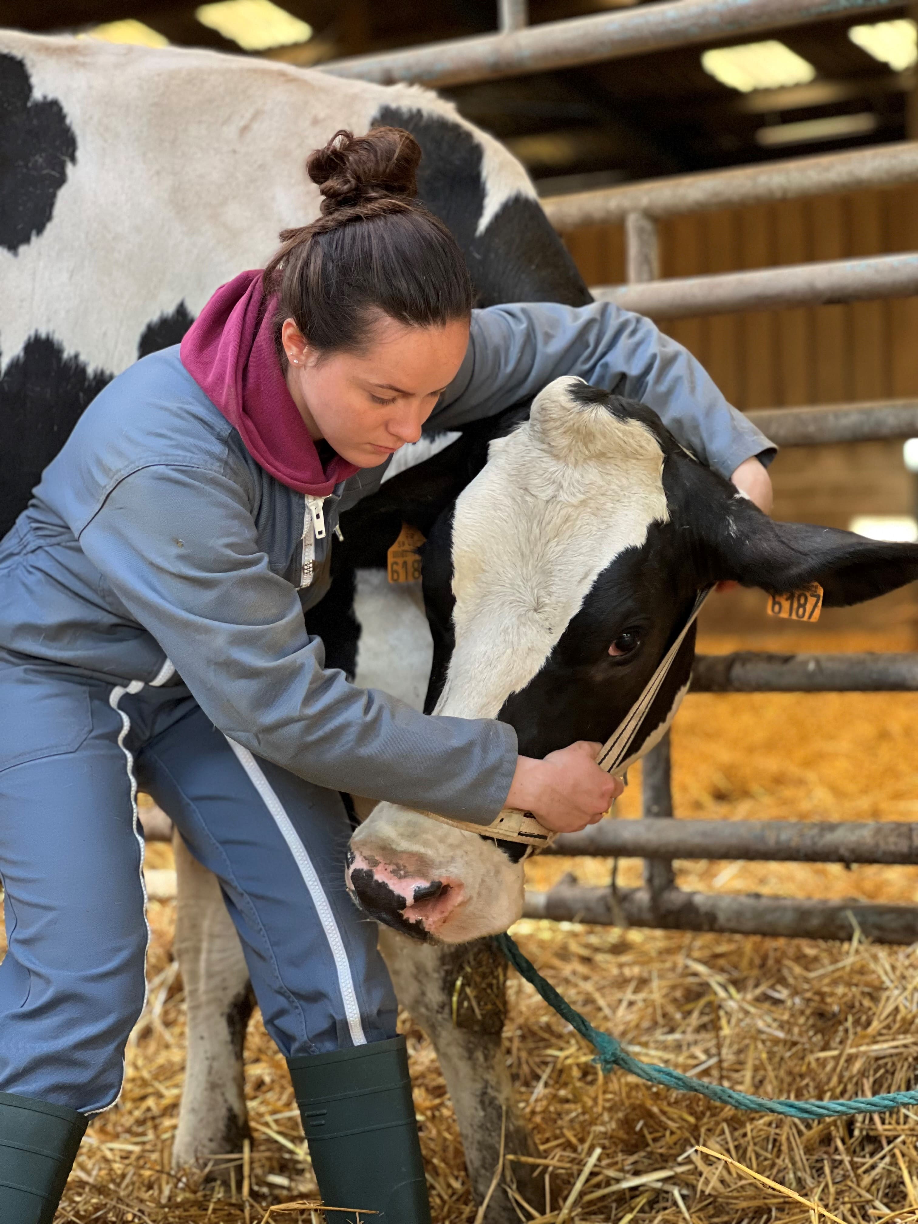 Manipulation d’une cervicale de vache