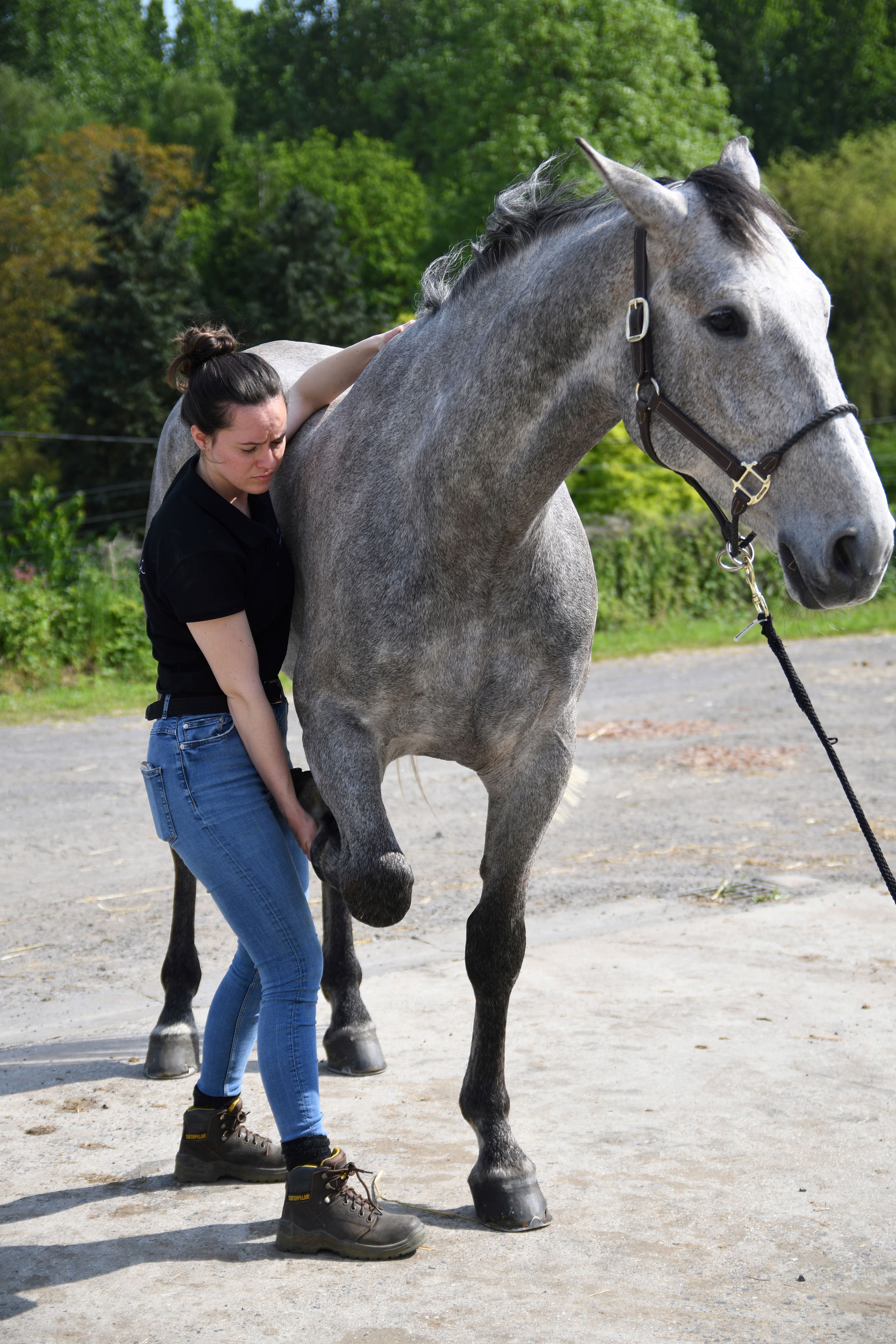 Travail sur une vertèbre dorsale d’un cheval gris avec prise de membre antérieur