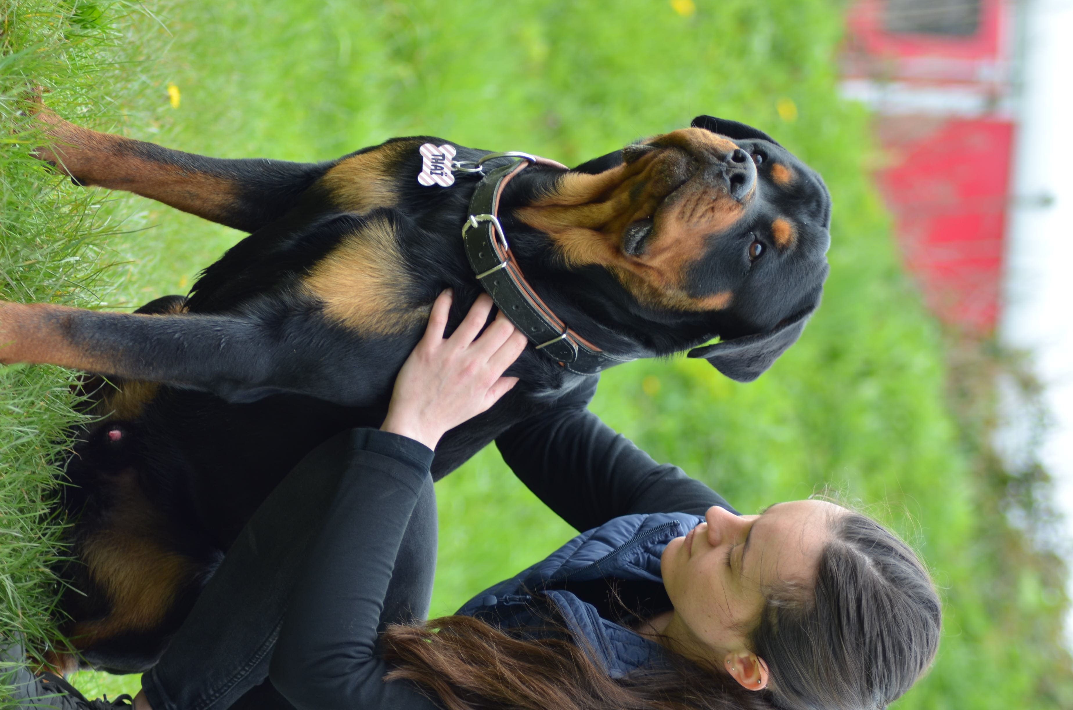 Palpation des épaules sur un chien Rottweiler