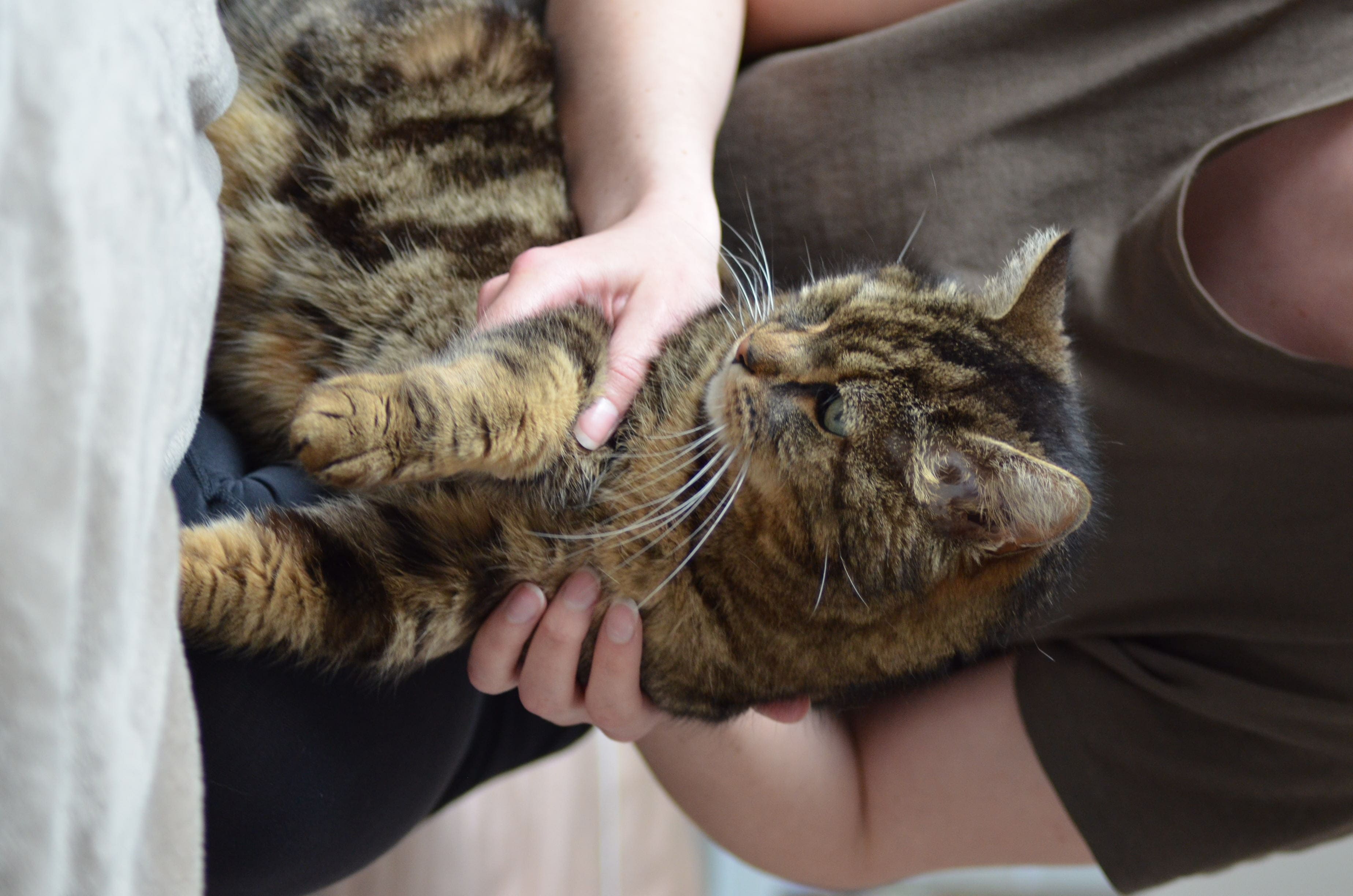 Mobilisation du membre antérieur droit d’un chat tigré