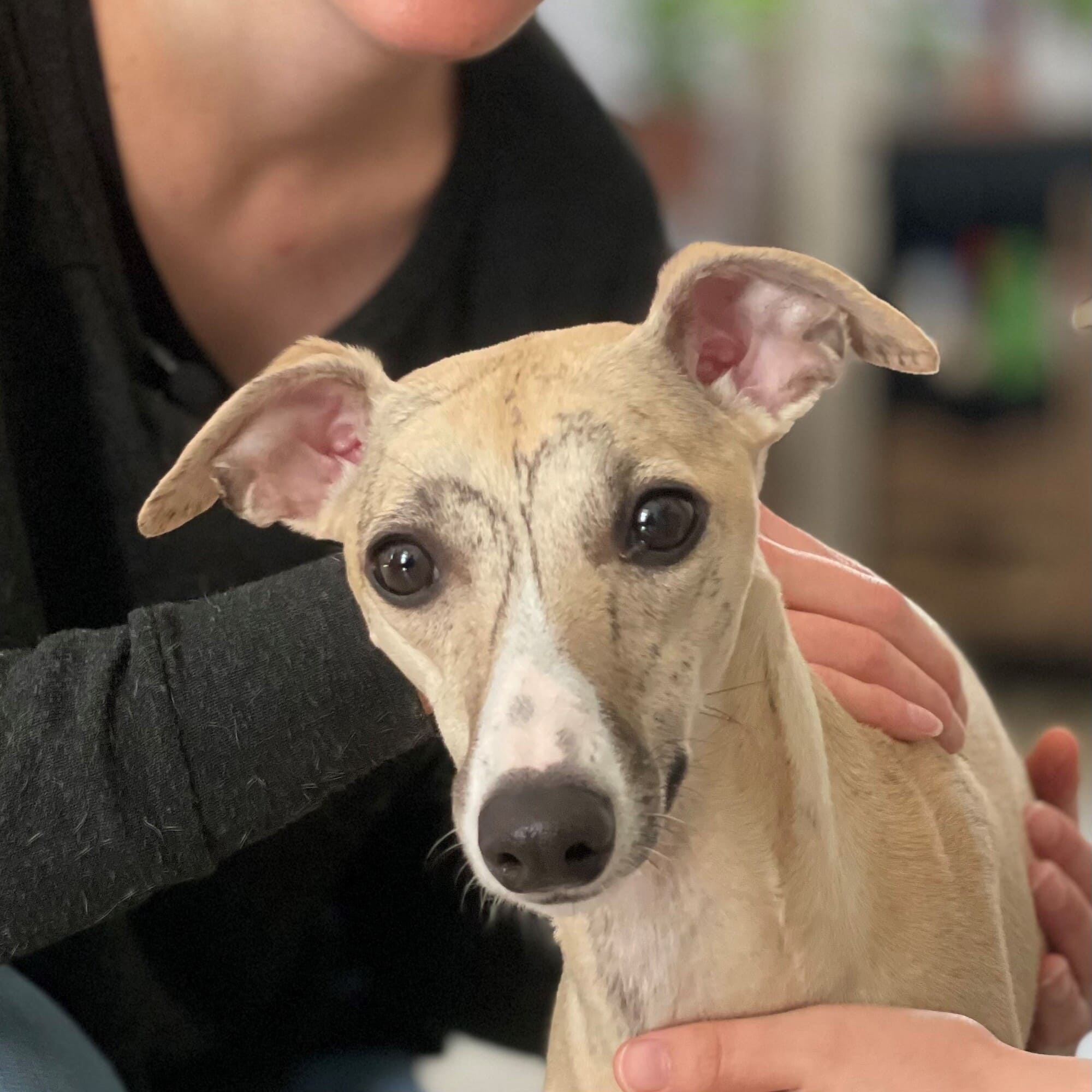 Travail sur une vertèbre thoracique d’un chien Whippet