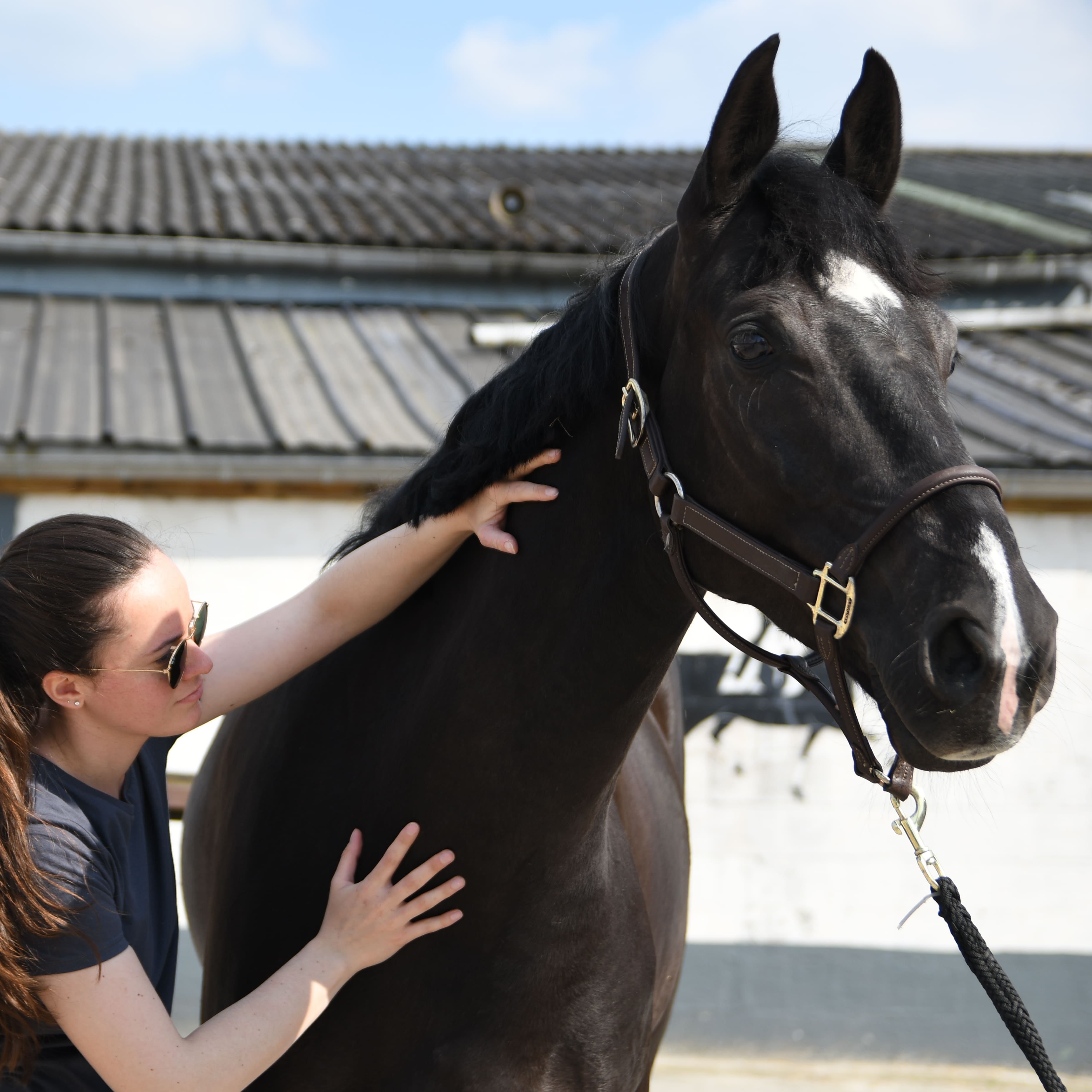 Travail sur les fascias de l’encolure d’un cheval