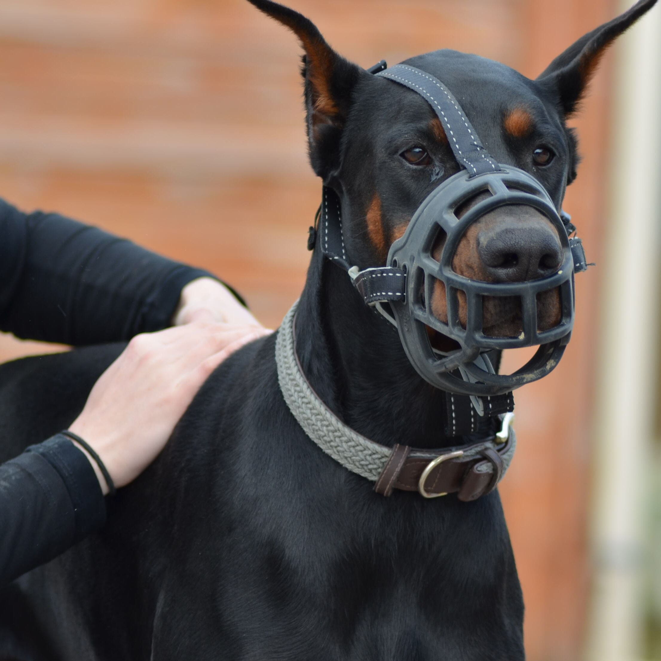 Palpation sur un chien Dobermann muselé