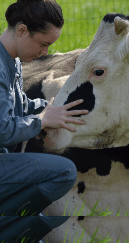 Travail sur les cervicales d’une vache couchée